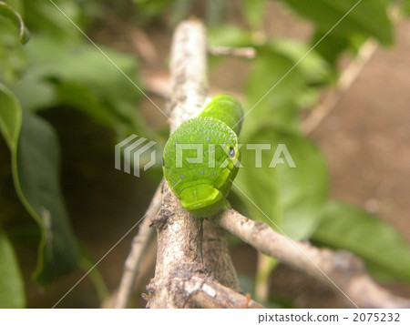 在Kavos分支的烏鴉甲蟲幼蟲 2075232