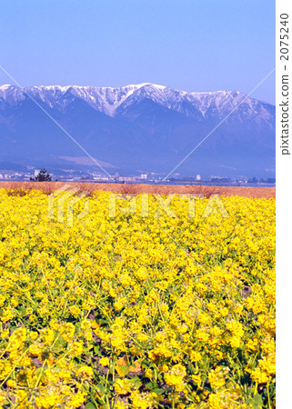 Nanba flower field and Hirayama mountain Nanba flower field and Hirayama mountain 2075240
