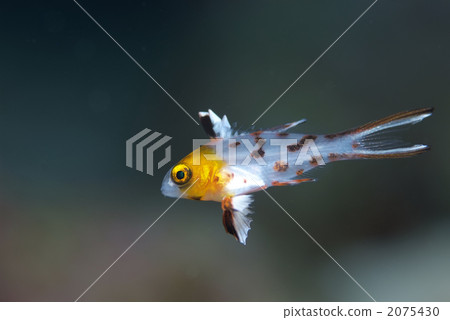 Heodosibera Heodosibera 2075430