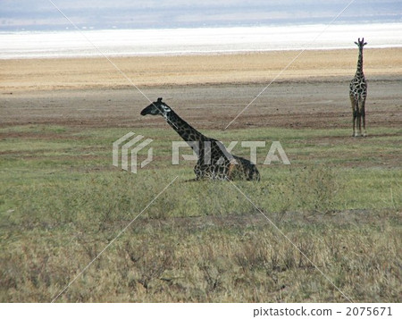 Nagorongoro's Masai giraffe 4 2075671