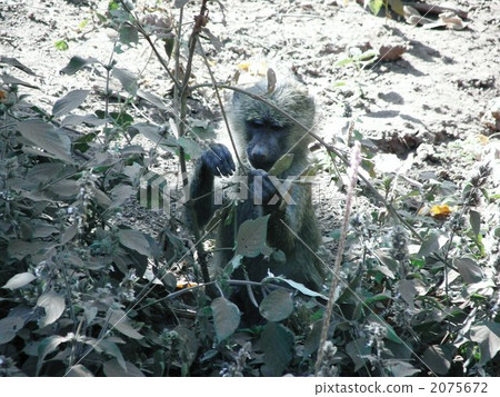 A child of Baboon who was in Lake Manila A child of Baboon who was in Lake Manila 2075672