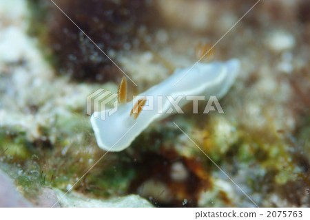 Helicorn Irushi Helicorn Irushi 2075763