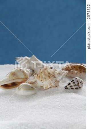 Seashell in white sand 2075822