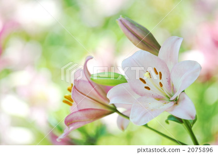 百合花 2075896