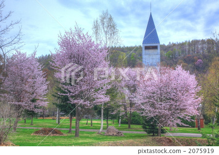 Spring Birke forest 2075919