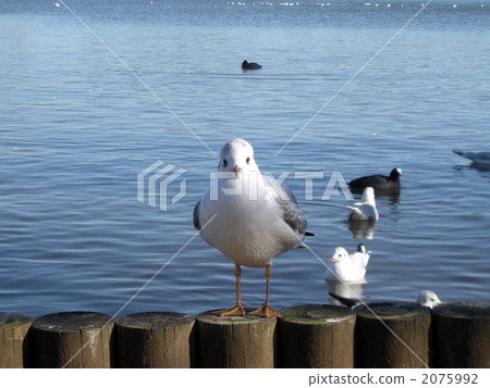 A grudge against a seagull 2075992