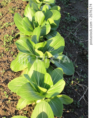 chinese spinach, pak choi, field 2076174