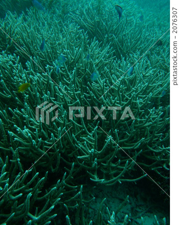 The sea and coral of Palau - Stock Photo [2076307] - PIXTA