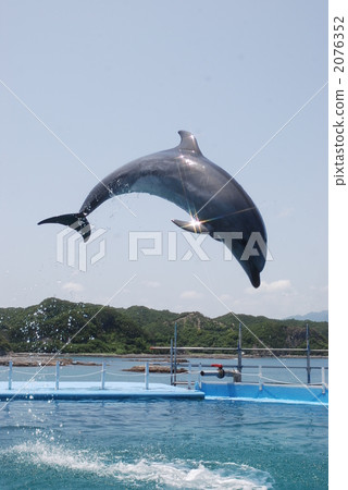 海豚跳 2076352