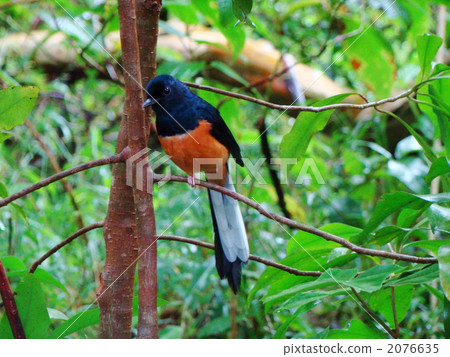 紅臉紅蝴蝶 2076635