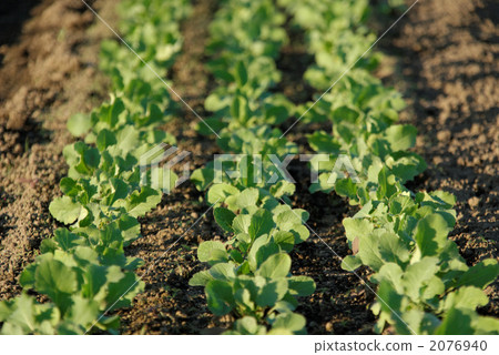 Radish farm Radish farm 2076940