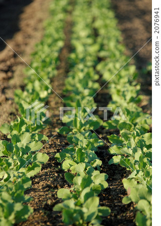 Radish farm 2076941