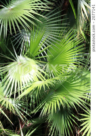棕櫚葉原產於夏威夷 2077141