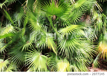 棕櫚葉原產於夏威夷 2077145
