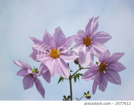 tree dahlia, dahlia imperiali, dahlia imperialis 2077612