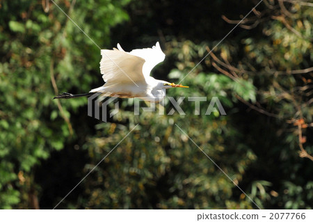 Deformed hawks of beaked bee Deformed hawks of beaked bee 2077766