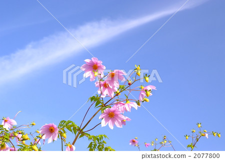 Emperor dahlia flower　 2077800