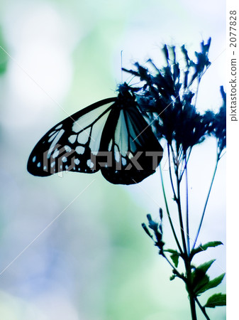 Asagi madara Asagi madara 2077828