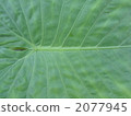 alocasia odora, giant upright elephant ear, night-scented lily 2077945