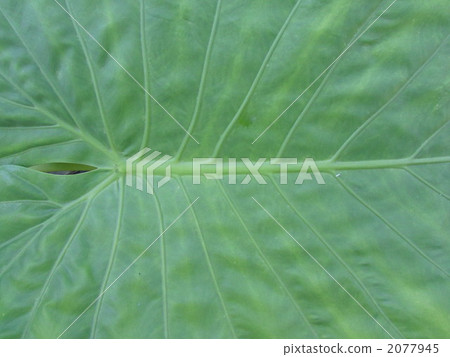 alocasia odora, giant upright elephant ear, night-scented lily 2077945