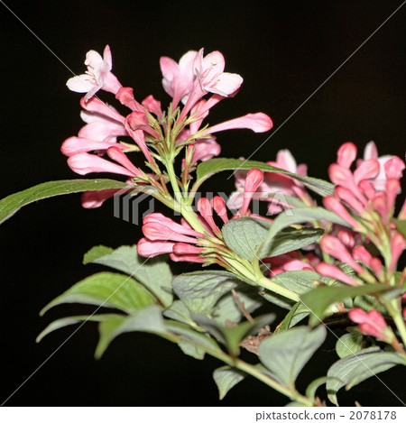 Weigela Weigela 2078178