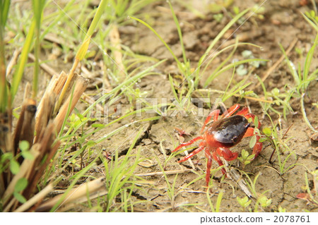 日本淡水蟹 澤蟹屬相手蟹 一 2078761