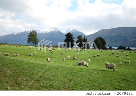 放牧綿羊 2079121