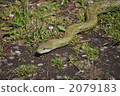 爬行動物 爬蟲類的 大毒蛇 2079183