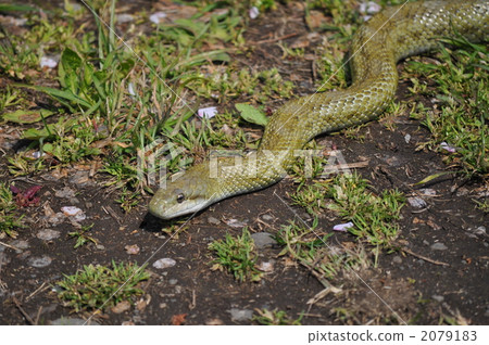 inexperienced general, reptile, reptilian 2079183