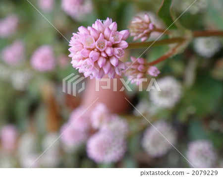 MisoSova MisoSova 2079229