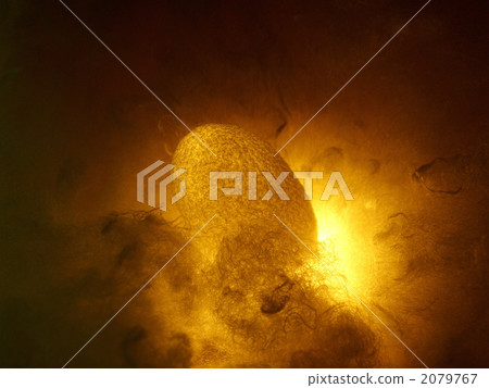 Cocoon and Akari Cocoon and Akari 2079767