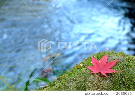 在河邊的秋葉 2080025