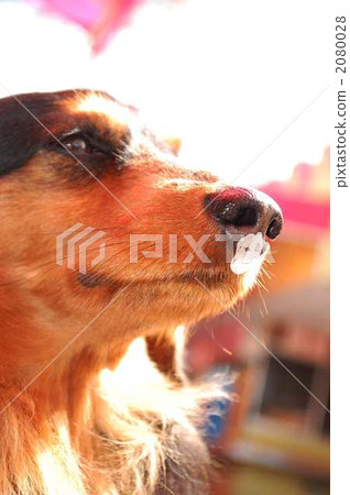 迷你臘腸犬 毛孩 狗 2080028