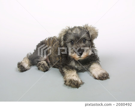 Pet dog miniature schnauzer Pet dog miniature schnauzer 2080492