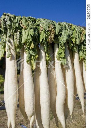 很多日本蘿蔔 很多日本蘿蔔 2080703