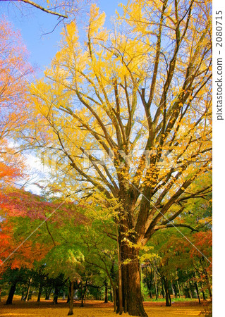 秋天的顏色 2080715