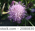 薊 2080830