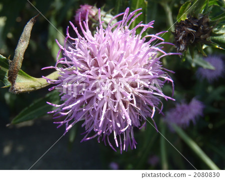 薊 薊 2080830