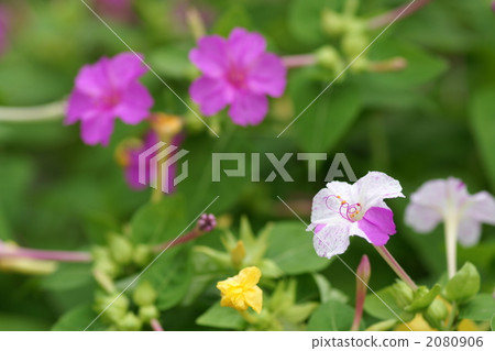 紫茉莉 秘魯的奇蹟 植物 2080906