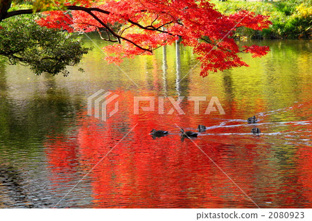 秋葉(小石川後樂園) 秋葉(小石川後樂園) 2080923