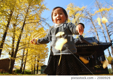 Ginkgo Tree, temples and shrines, baby 2080926