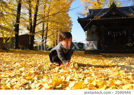 Ginkgo Tree, oitcity, give up 2080940