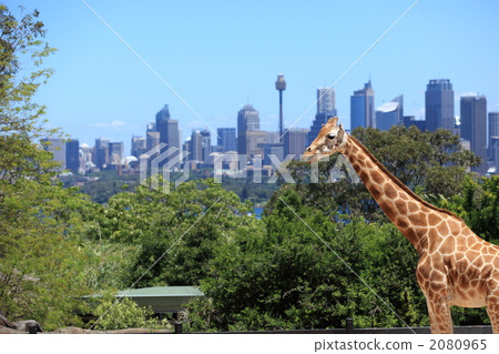 Sydney 2080965
