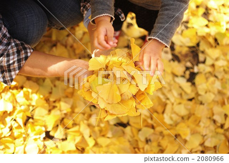 picking up leaves, ginkgo, ginko tree 2080966