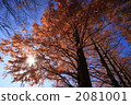 branch, suburb, suburban 2081001