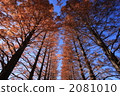 metasequoia, dawn redwood, kyushu 2081010