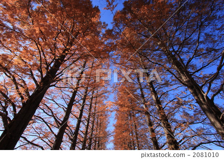 metasequoia, dawn redwood, kyushu 2081010