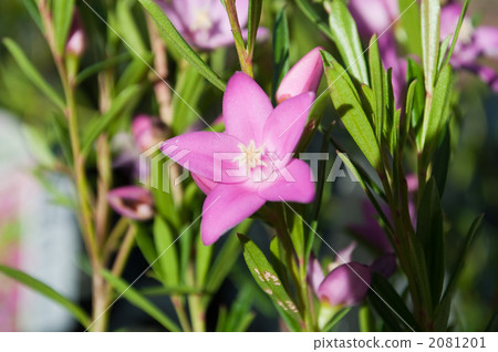 Southern Cross 2081201