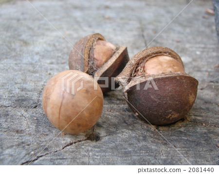 澳洲堅果 2081440