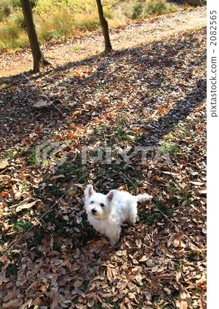 走一隻小狗 2082565